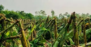 টাঙ্গাইলে হঠাৎ ঝড়ে ফলজ ও সবজি বাগান ক্ষতিগ্রস্ত, ক্ষতির মুখে চাষিরা